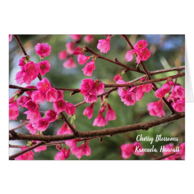 Cartão Flores de cerejeira (Frente Horizontal)