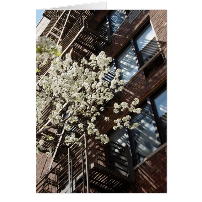 Cartão Flores de cerejeira da vila demasiado (Frente)