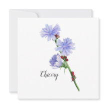 Flores de Chicória Flat