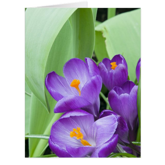 Cartão Flores De Croco Roxo (Frente)