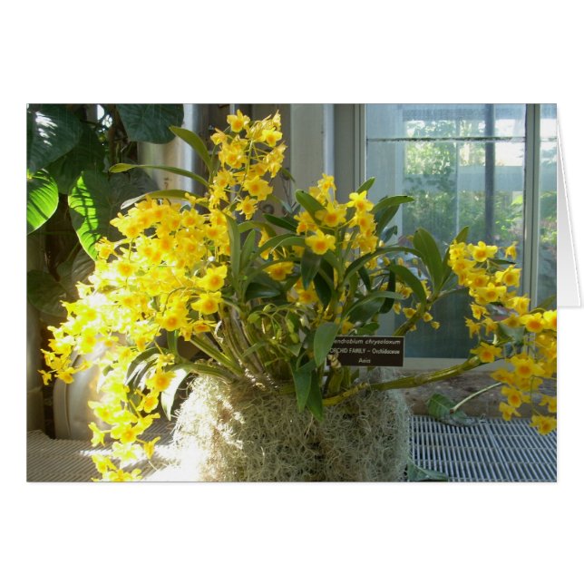 Cartão Flores de Estufa Dois (Frente Horizontal)