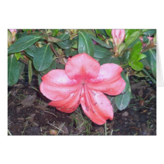 Cartão Flores de Estufa Nove