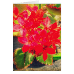 Cartão Flores de florescência do vermelho bonito