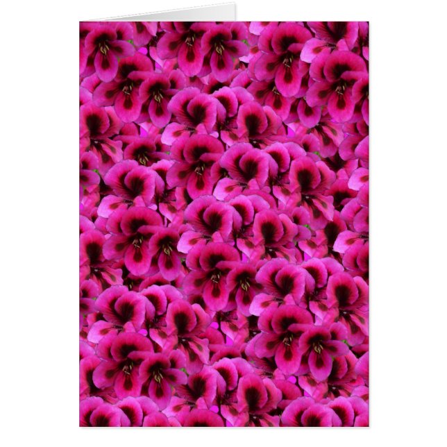 Cartão Flores De Gerânio Magenta Quente, (Frente)