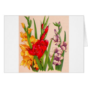 Cartão flores de gladiola flores de gladioli