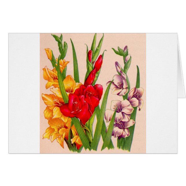 Cartão flores de gladiola flores de gladioli (Frente Horizontal)