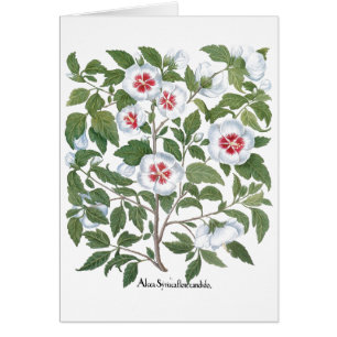Cartão Flores de Hibisco Antigas por Basilius Besler