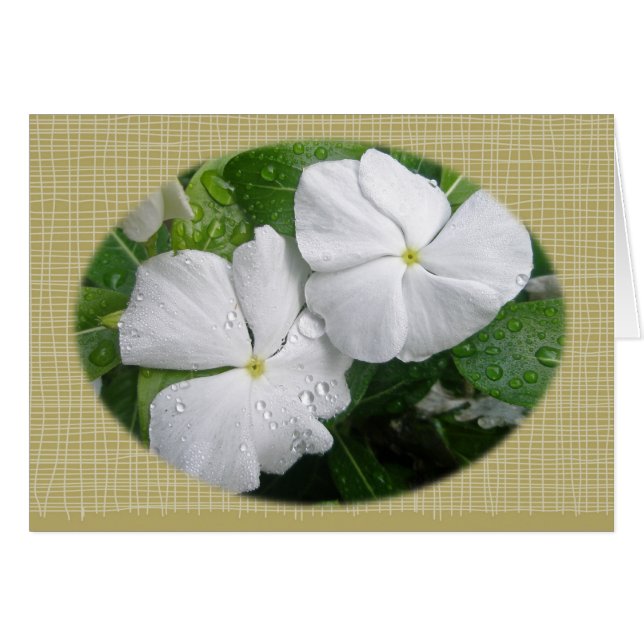 Cartão Flores de Impatientes Brancos (Frente Horizontal)