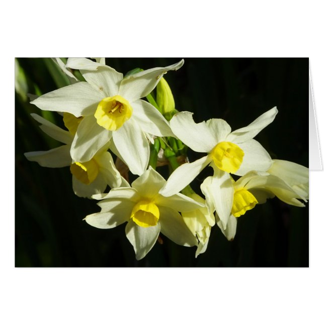 Cartão Flores de inverno (Frente Horizontal)