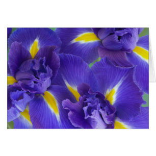 Cartão Flores de íris