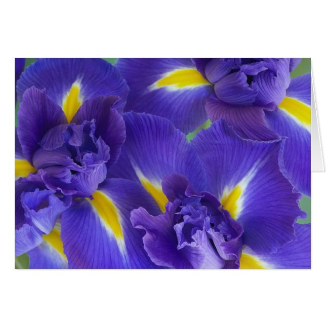 Cartão Flores de íris (Frente Horizontal)