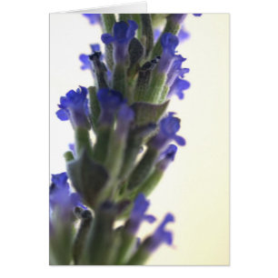 Cartão flores de lavendar