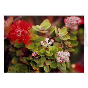 Cartão Flores de Lehua no Parque Nacional dos Vulcões do