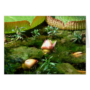 Cartão Flores de Lotus, Bela Natureza / viagem Ásia