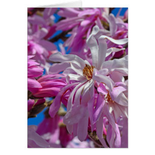 Cartão Flores de magnólia rosa