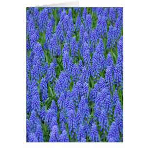 Cartão Flores de muscari azuis bonito