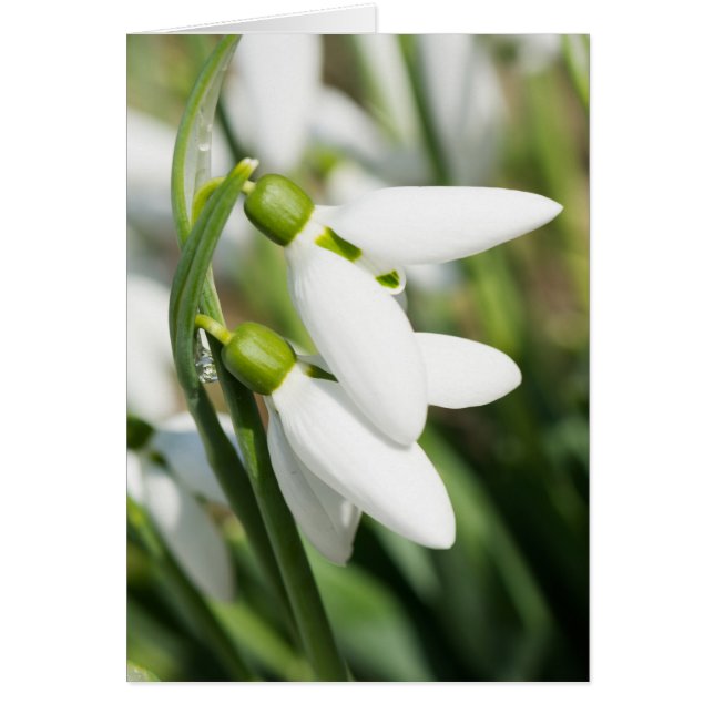 Cartão Flores de neve (Frente)