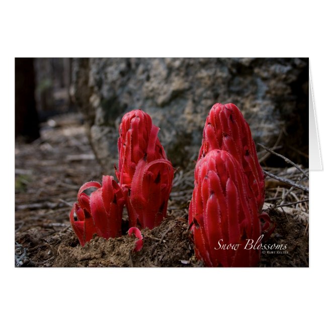 Cartão Flores de Neve (Frente Horizontal)