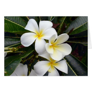 Cartão Flores de Plumeria Branca e Amarela