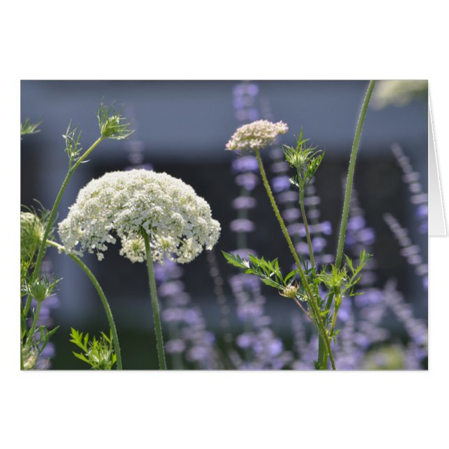 Cartão Flores de Prados (Frente Horizontal)