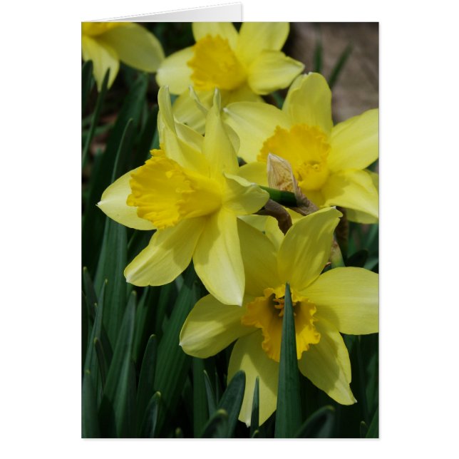 Cartão Flores de primavera (Frente)