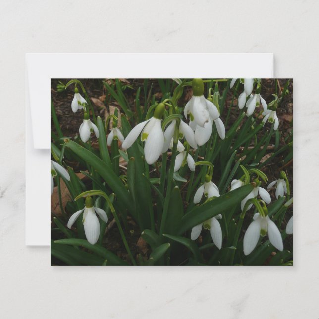 Cartão Flores de primavera Brancas I (Galanthus) (Frente)