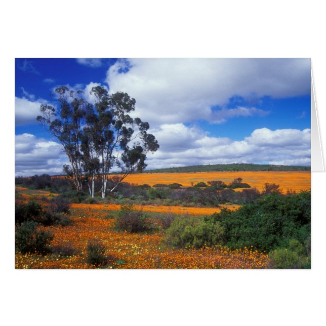 Cartão Flores de primavera em Namaqualand, África do Sul (Frente Horizontal)