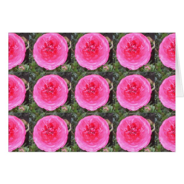 Cartão Flores de Ranunculus Rosa Quente (Frente Horizontal)