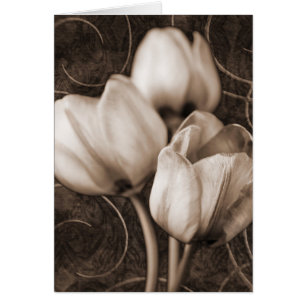 Cartão Flores de Tulipas brancas Sepia Preto Fundo floral