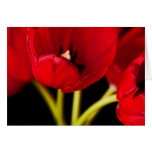 Cartão Flores de Tulipas Vermelhas Flores Pretas