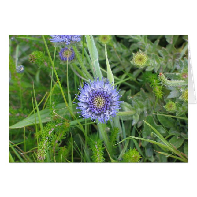 Cartão Flores desconhecidas, Cliff of Moher, Irlanda (Frente horizontal)