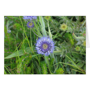 Cartão Flores desconhecidas, penhascos de Moher, Ireland