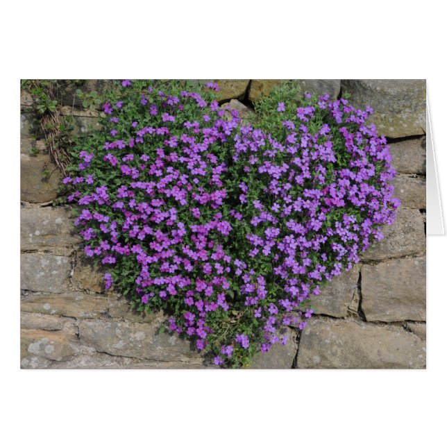 Cartão Flores do Amor: Yorkshire 'Wall-Flowers' (Frente Horizontal)