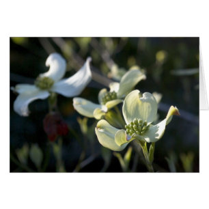 Cartão Flores do Dogwood