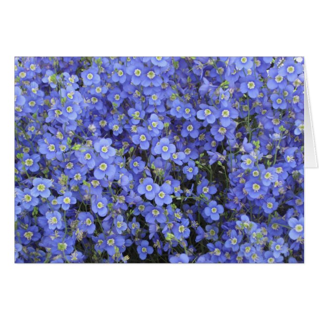 Cartão Flores do linho em jardins de Longwood, (Frente Horizontal)