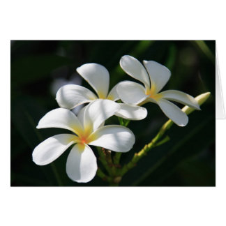 Cartão Flores do Plumeria