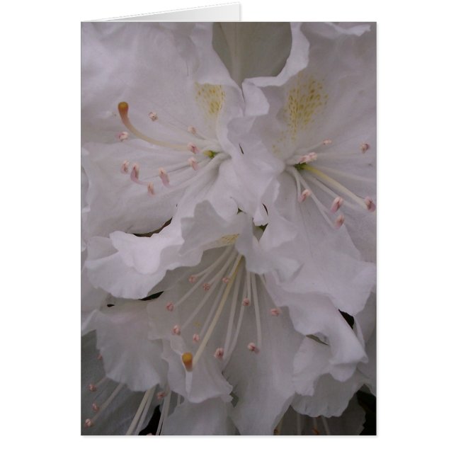 Cartão Flores do primavera (Frente)