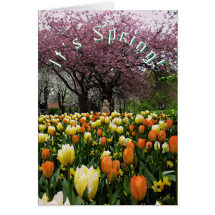 Cartão Flores do primavera e texto do costume da árvore