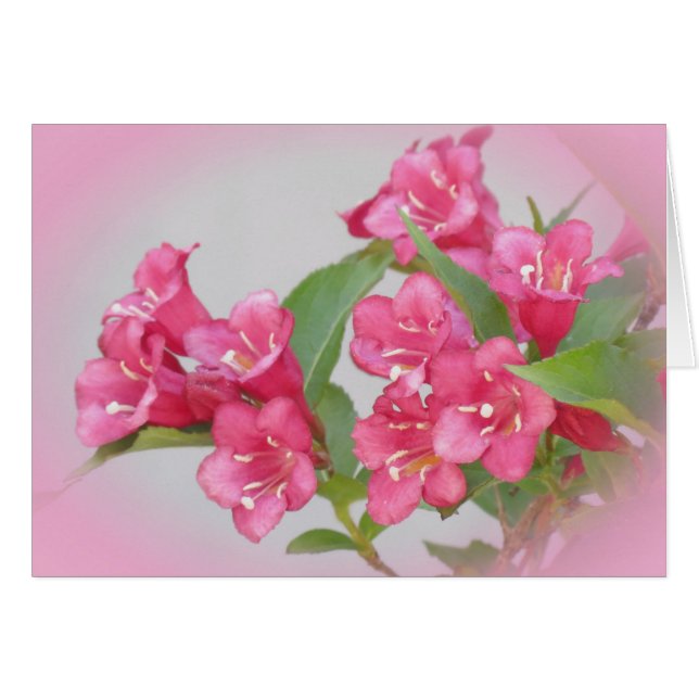Cartão Flores do Weigela (Frente Horizontal)