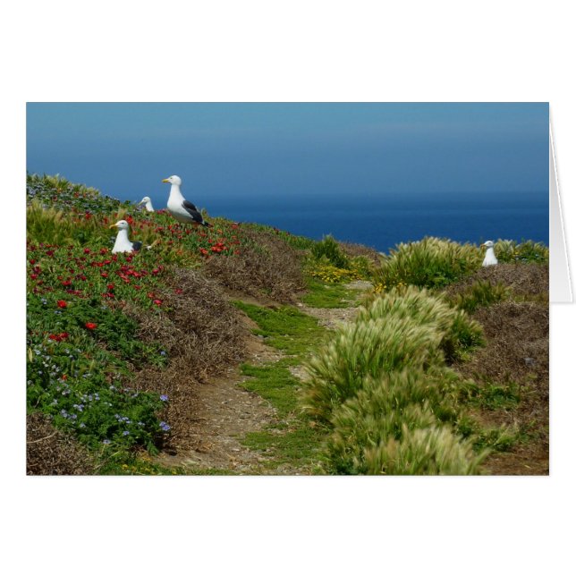 Cartão Flores e gaivotas na Ilha Anacapa (Frente Horizontal)