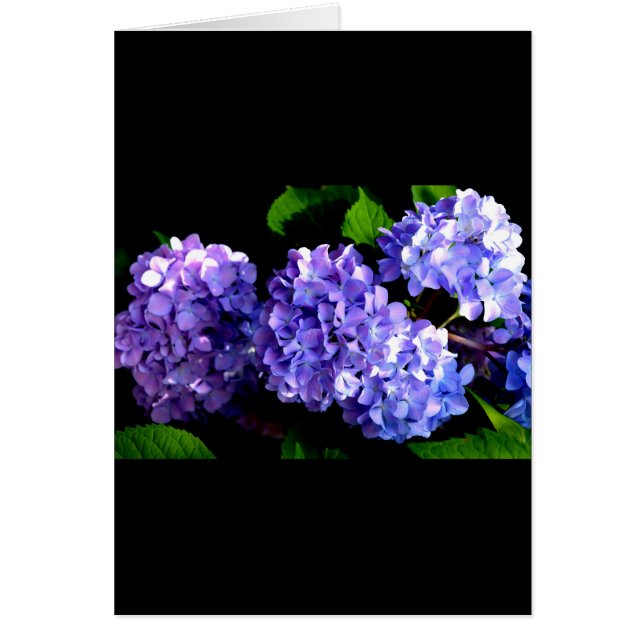 Cartão Flores florais roxas profundas Elegante hydrangea (Frente)
