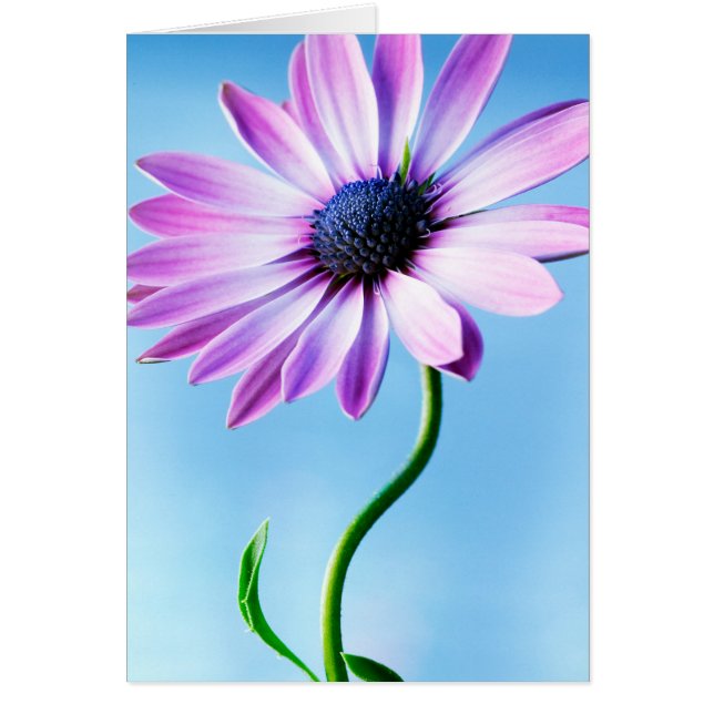 Cartão Flores Flóridas de Flores Roxas e Azuis (Frente)