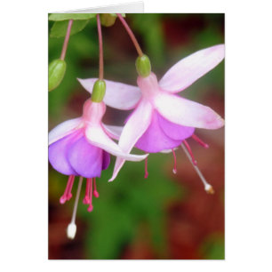 Cartão Flores Fuschia