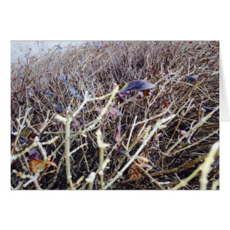 Cartão Flores Grassas, Minha Visão