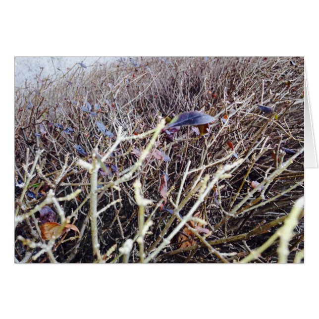 Cartão Flores Grassas, Minha Visão (Frente Horizontal)