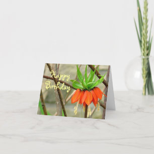 CARTÃO FLORES IMPERIAIS DA LARANJA/DESEJOS DE ANIVERSÁRIO