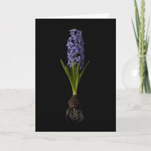 Cartão Flores   Lâmpada de Hyacinth Roxa
