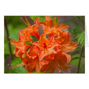 Cartão Flores Laranja Azalea Fotografia Floral