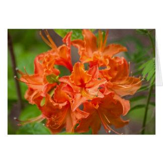 Cartão Flores Laranja Azalea Fotografia Floral