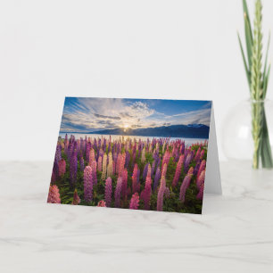 Cartão Flores   Lupinas Nova Zelândia